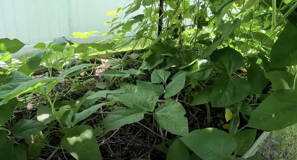 Vining Bean Plant